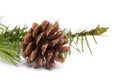 Brown pine cone with fir branch