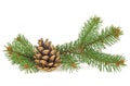 Brown pine cone and fir branches isolated on white background Royalty Free Stock Photo