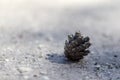 .brown pine cone on the ground Royalty Free Stock Photo