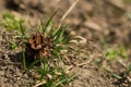 Brown pine cone on the ground Royalty Free Stock Photo
