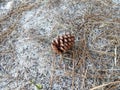 Brown pine cone on ground with needles and sand Royalty Free Stock Photo