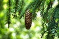 Pine cone hanging on branch of a conifer tree