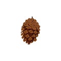 Brown pine cone isolated on white background.