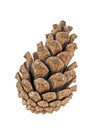 Brown pine cone isolated on white background Royalty Free Stock Photo