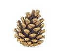 Brown pine cone isolated on white background Royalty Free Stock Photo