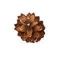 Brown pine cone isolated on white background. Royalty Free Stock Photo