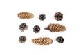 Composition of brown pine cone isolated on white background Royalty Free Stock Photo