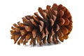 Brown Pine cone isolated on white background. Long leaf pine tree - Pinus palustris - one of the largest cones in the world Royalty Free Stock Photo