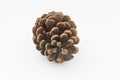 Brown pine cone isolated white background Royalty Free Stock Photo