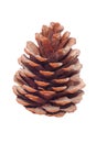 Pine cone Royalty Free Stock Photo