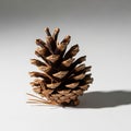 A brown pine cone is positioned upright on a smooth, white surface with shadows cast to the right. Royalty Free Stock Photo