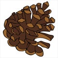 Brown pine cone, vector element in doodle style