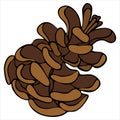 Brown pine cone, vector element in doodle style