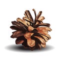 Brown pine cone. Vector illustration isolated on white