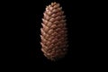 brown pine cone vertically on black background Royalty Free Stock Photo