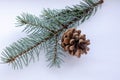 Brown pine cone on white background with clipping pass