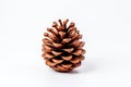 a brown pine cone on a white background