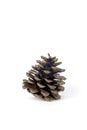 Brown pine cone on white background photographs