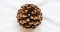 Brown pine cone on a white background, viewed from above. The cone displays a symmetrical, spiral Royalty Free Stock Photo
