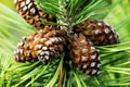 Brown Pine Cones