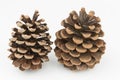 Brown pine cones isolated white background Royalty Free Stock Photo