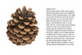 Brown pine cones isolated white background Royalty Free Stock Photo