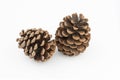 Brown pine cones isolated white background Royalty Free Stock Photo