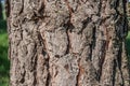 Brown pine log with beautifully shaped texture and background concept. Royalty Free Stock Photo