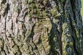 Brown pine log with beautifully shaped texture and background concept. Royalty Free Stock Photo