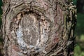 Brown pine log with beautifully shaped texture and background concept. Royalty Free Stock Photo