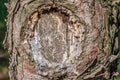 Brown pine log with beautifully shaped texture and background concept. Royalty Free Stock Photo