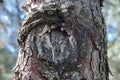 Brown pine log with beautifully shaped texture and background concept. Royalty Free Stock Photo