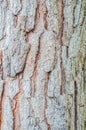 Brown pine texture background