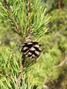 Brown pine tree cone, Lithuania Royalty Free Stock Photo