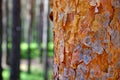 Brown the pine tree. Young Cora. View of tall old trees in the evergreen primeval forest blue sky in the background. Royalty Free Stock Photo