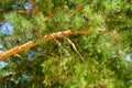 Brown the pine tree. Young Cora. View of tall old trees in the evergreen primeval forest blue sky in the background. Royalty Free Stock Photo