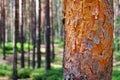 Brown the pine tree. Young Cora. View of tall old trees in the evergreen primeval forest blue sky in the background. Royalty Free Stock Photo