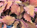 Brown and pink sun coleus plants in big pots Royalty Free Stock Photo