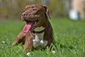 brown pit bull terrier Royalty Free Stock Photo
