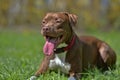 brown pit bull terrier Royalty Free Stock Photo
