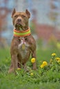 brown pit bull terrier with dandelions