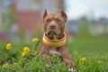 brown pit bull terrier with dandelions