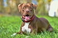 brown pit bull terrier Royalty Free Stock Photo