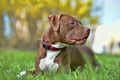 brown pit bull terrier Royalty Free Stock Photo