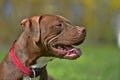 brown pit bull terrier Royalty Free Stock Photo