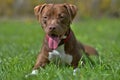 brown pit bull terrier Royalty Free Stock Photo