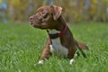 Brown pit bull terrier Royalty Free Stock Photo