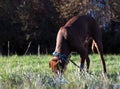 Brown Pit Bull wearing a chain collar searching for something in grass in a park