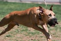 Pitbull with a nose lead running through the park