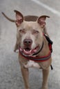 Brown pitbull smiling for the camera